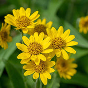 Wildflower Mix Arnica Montana Seeds