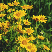 Wildflower Mix Arnica Montana Seeds