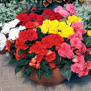 Wildflower Mix Begonia Seeds, Wildflower