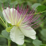 Wildflower Mix Capparis Spinosa Seeds
