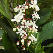 Wildflower Mix Clerodendrum Seeds