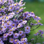 Wildflower Mix Fothergills Seeds