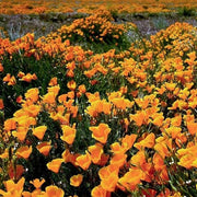 Wildflower Mix Heirloom Cali Seeds