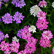 Wildflower Mix Heirloom Candytuft Seeds