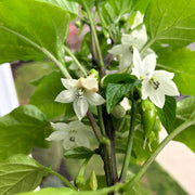 Wildflower Mix Jalapeno Seeds