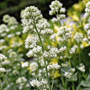 Wildflower Mix Jupiter's Beard Seeds