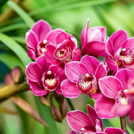 Wildflower Mix Milii Seeds