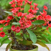 Wildflower Mix Milii Seeds