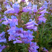 Wildflower Mix Penstemon Heterophyllus Seeds
