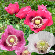 Wildflower Mix Pepperbox Seeds