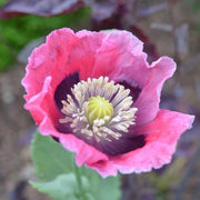 Wildflower Mix Pepperbox Seeds