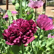 Wildflower Mix Pepperbox Seeds