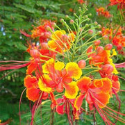 Wildflower Mix Phoenix Seeds