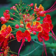 Wildflower Mix Phoenix Seeds