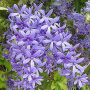 Wildflower Mix Purple Ivy Seeds