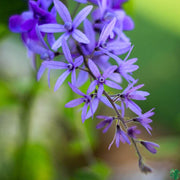 Wildflower Mix Purple Ivy Seeds