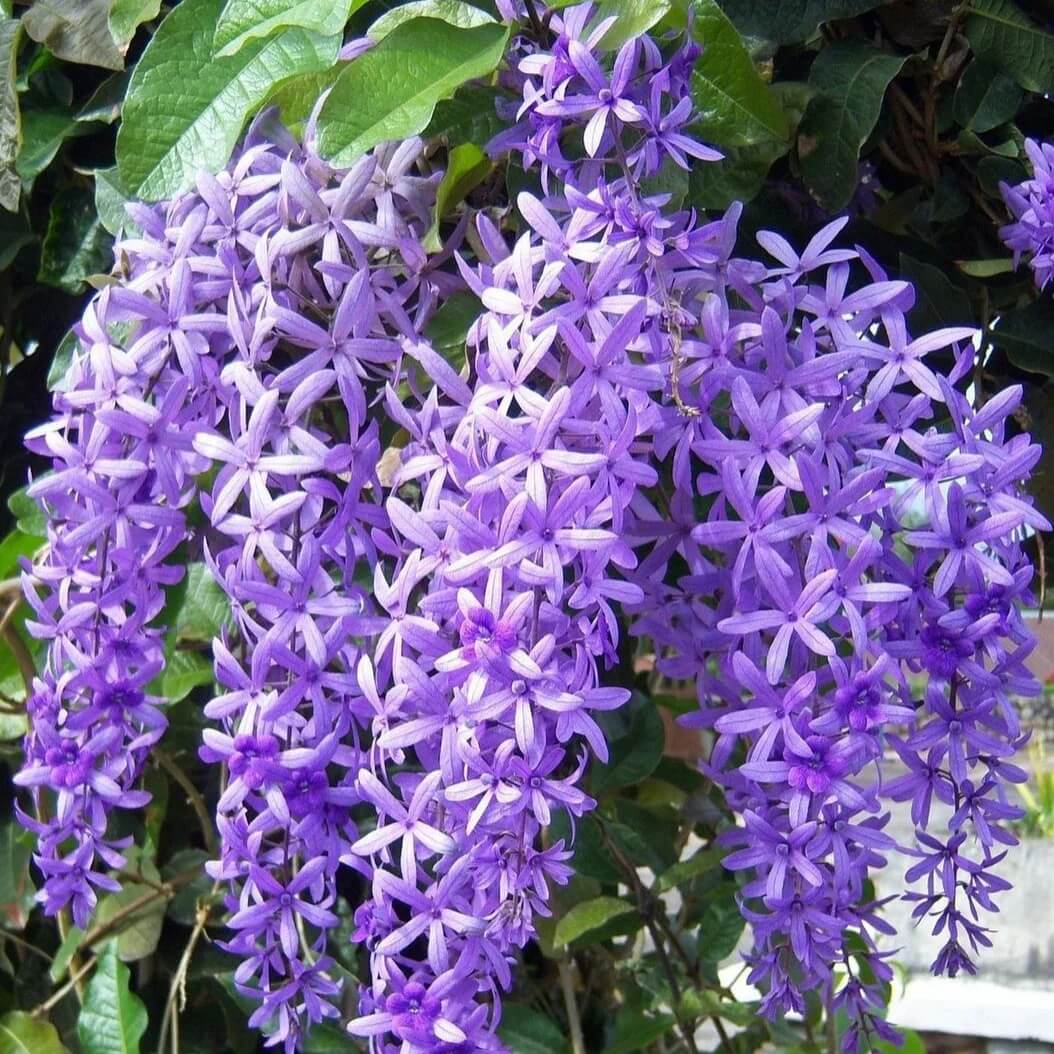 Wildflower Mix Purple Ivy Seeds