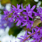 Wildflower Mix Purple Ivy Seeds