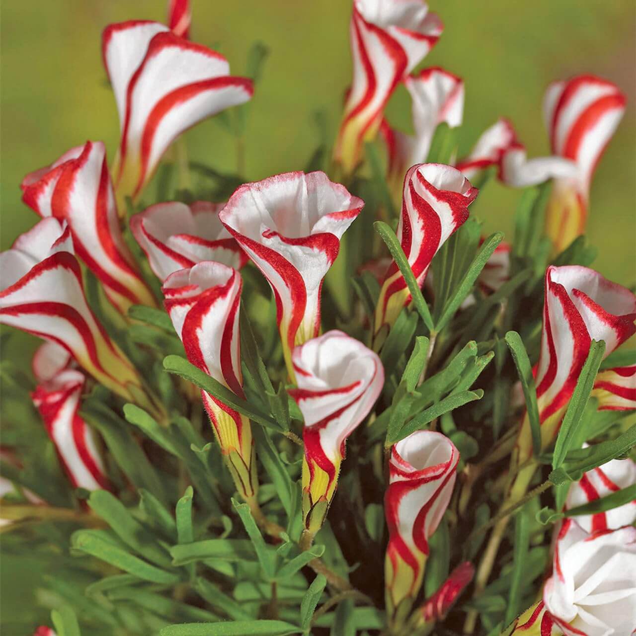 Wildflower Mix Red White Candy Cane Seeds