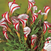 Wildflower Mix Red White Candy Cane Seeds