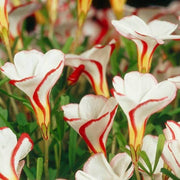 Wildflower Mix Red White Candy Cane Seeds