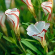 Wildflower Mix Red White Candy Cane Seeds