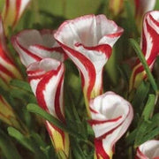 Wildflower Mix Red White Candy Cane Seeds
