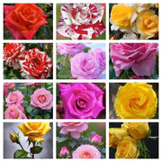 Wildflower Mix Rose Seeds
