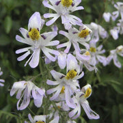 Wildflower Mix Schizanthus Seeds