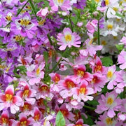 Wildflower Mix Schizanthus Seeds