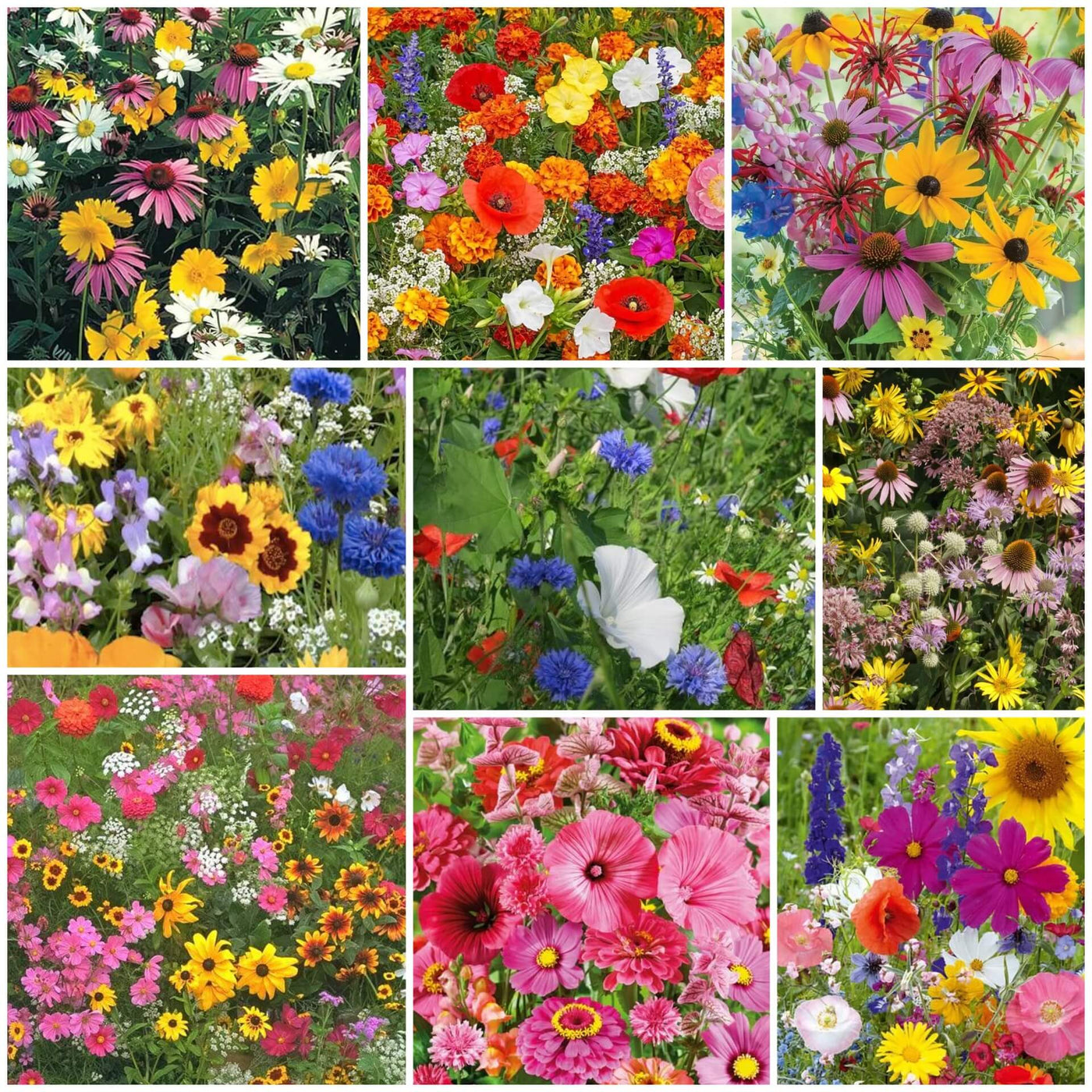 Wildflower Mix Seeds - All In One For Home Gardens