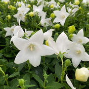 Wildflower Mix White Balloon Seeds