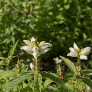 Wildflower Mix White Turtlehead Seeds