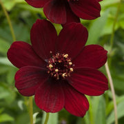 Wildflower Mixv Cosmos Seeds
