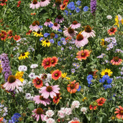Northeast Mix Wildflower Seeds