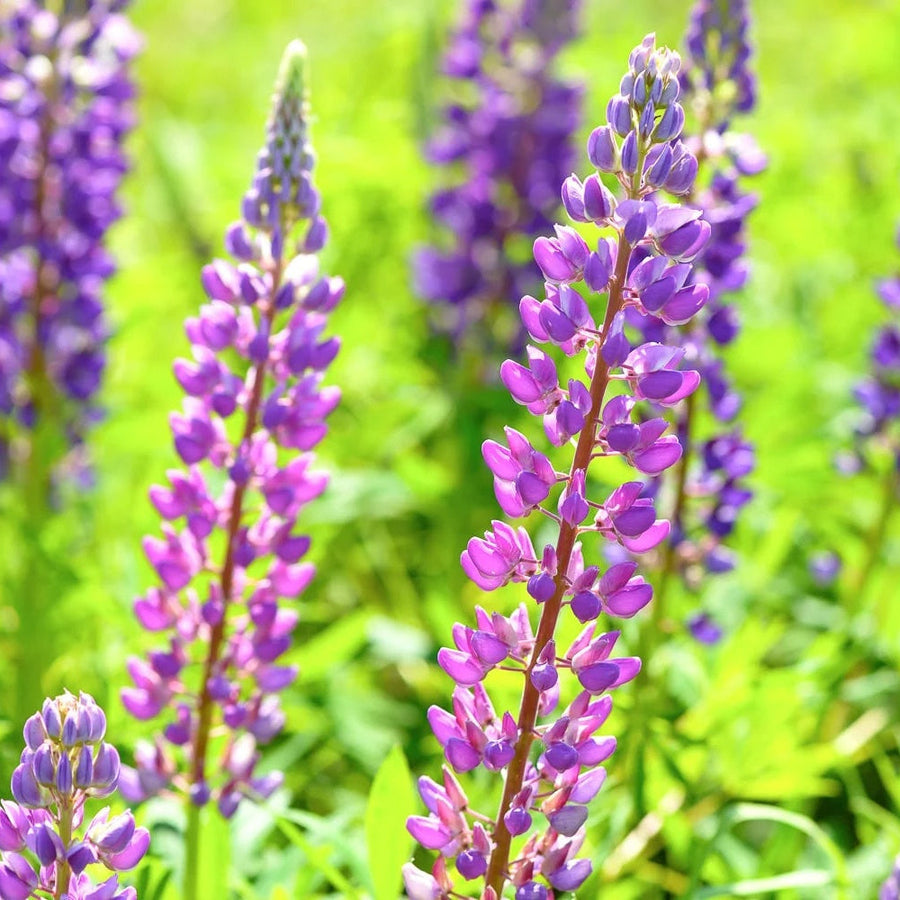 Wildflower Pink & Purple Lupine Seeds