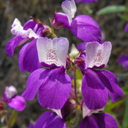 Wildflower Purple Heterophylla Seeds