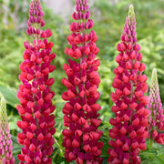 Wildflower Red Lupine Seeds