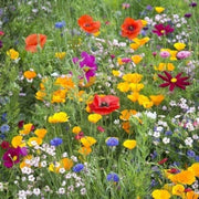 Pollinator Mix Wildflower Seeds