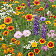 Pollinator Mix Wildflower Seeds