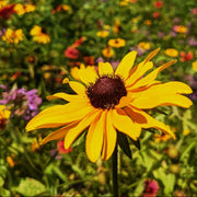 Wildflower Seeds, Texas Mix