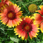 Wildflower Seeds, Texas Mix
