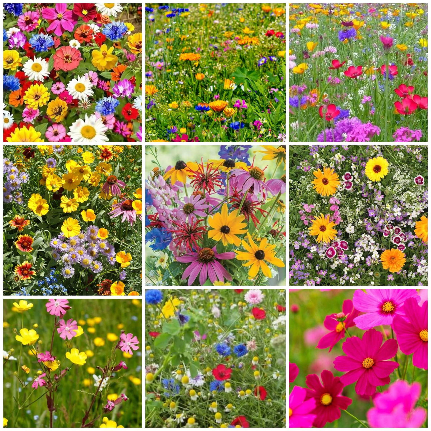 Wildflower Seeds - All In One For Home Gardens