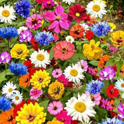 Wildflower Seeds - All In One For Home Gardens