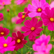 Wildflower Seeds - All In One For Home Gardens