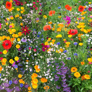 Deer Resistant Mix Wildflower Seeds