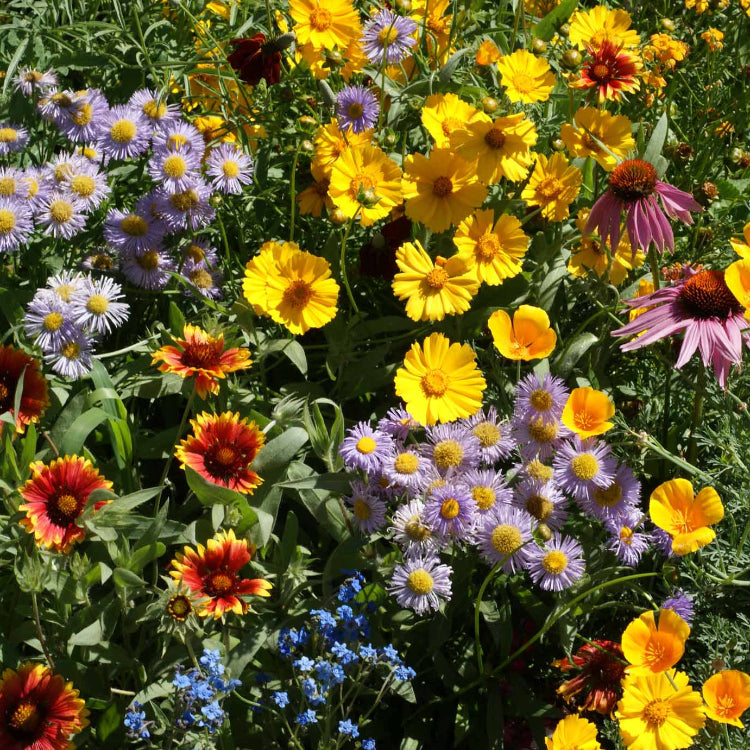 Wildflower Seeds