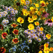 Wildflower Seeds