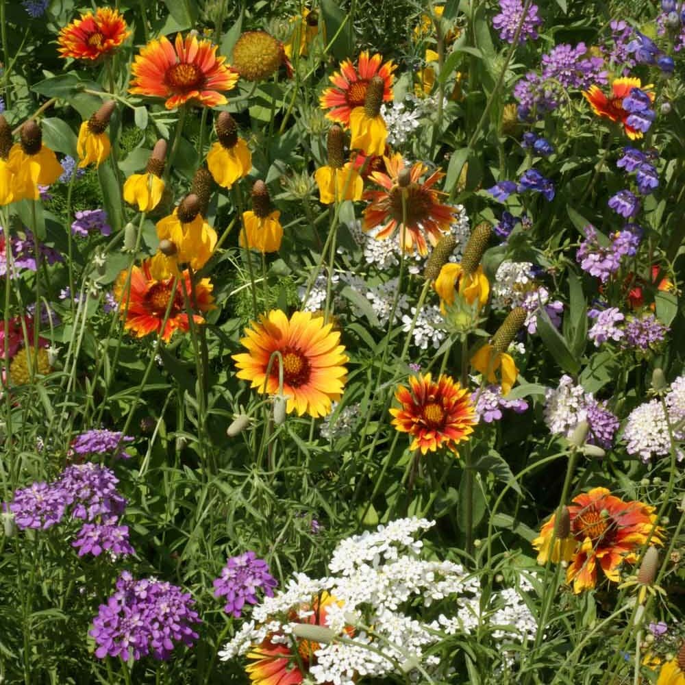 Deer Proof Wildflower Seeds