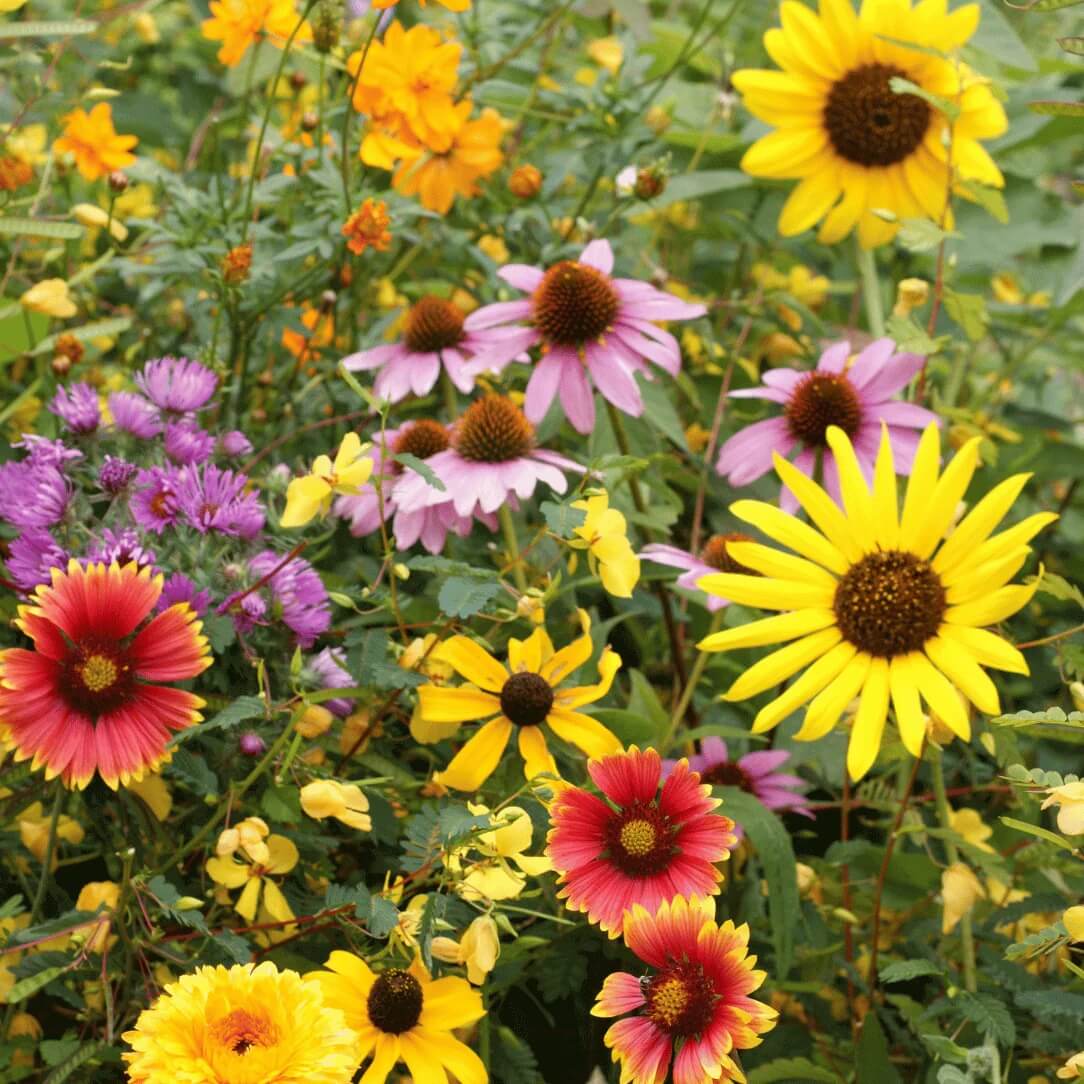 Meadow Heirloom Mix Wildflower Seeds